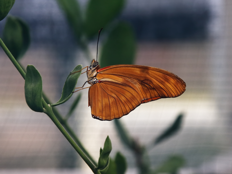 Oranje passiebloemvlinder